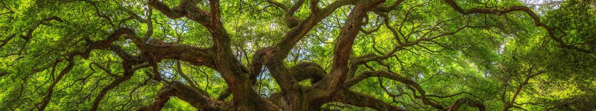 oak tree