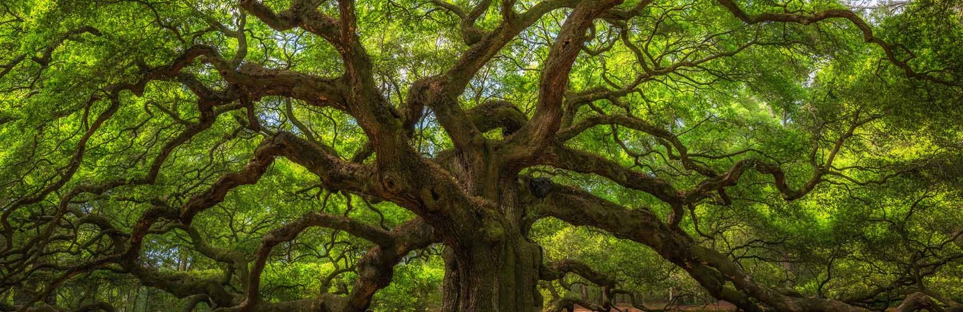 oak tree